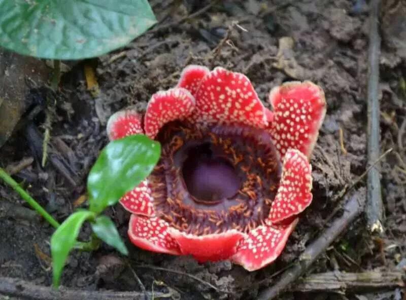原始热带雨林最具代表性的植物——寄生花,寄生花通常寄生于葡萄科